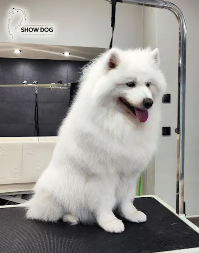 Show Dog Salon Pielęgnacji Psów i Kotów Kraków